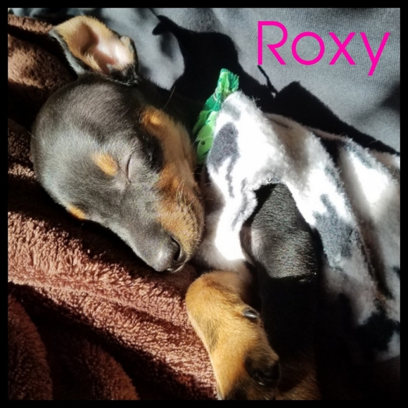 ♡ For the love of animals ♡ - Picture 3 of 8